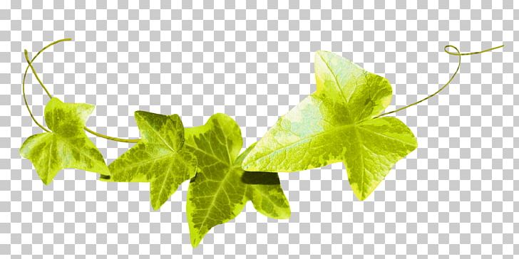 Leaf Fond Blanc Ivy PNG, Clipart, Background Green, Bindweed, Blue Rose, Branch, Clip  Free PNG Download