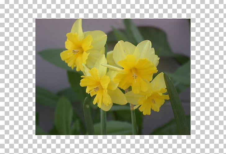 Narcissus Violet Family Violaceae PNG, Clipart, Amaryllis Family, Cattleya, Family, Flower, Flowering Plant Free PNG Download