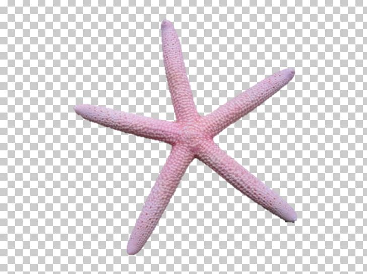 Starfish Body Jewellery PNG, Clipart, Animals, Anymore, Body Jewellery, Body Jewelry, Echinoderm Free PNG Download