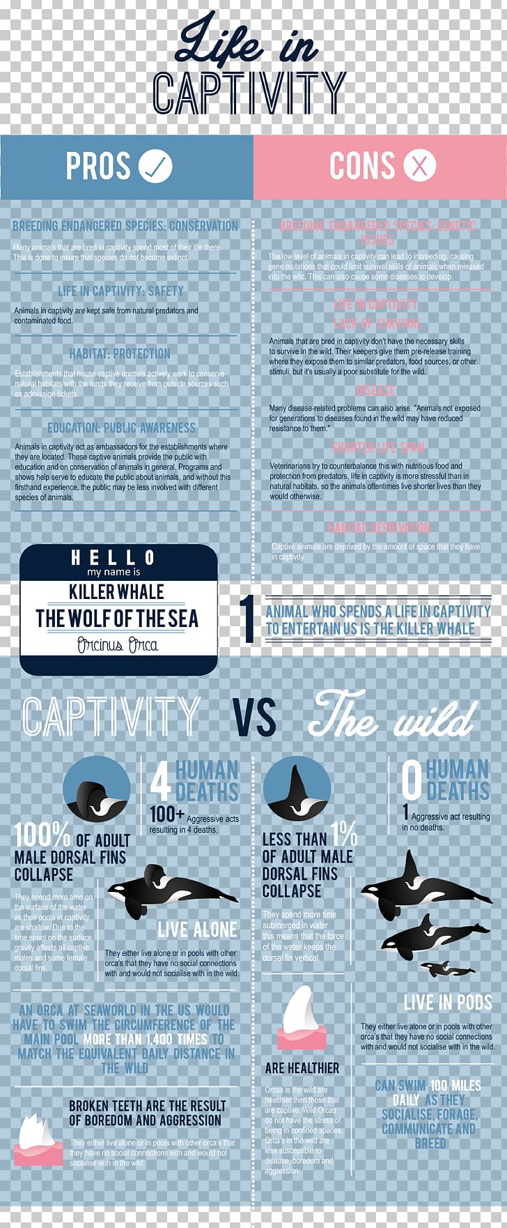 Captive Killer Whales Captivity Zoo Infographic PNG, Clipart, Advertising, Animal, Brand, Brochure, Cage Free PNG Download