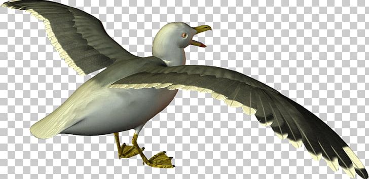 European Herring Gull Gulls Goose Cygnini Bird PNG, Clipart, American Herring Gull, Anatidae, Animals, Beak, Bird Free PNG Download