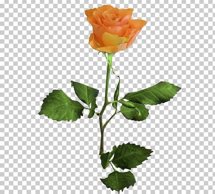 Garden Roses Flower Cabbage Rose Orange Blue PNG, Clipart, Blue, Blue Rose, Bud, Color, Cut Flowers Free PNG Download
