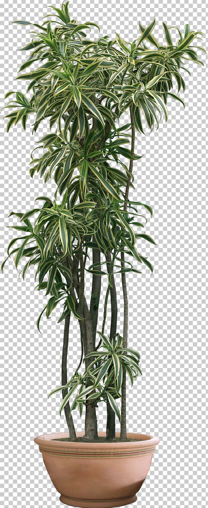 Houseplant PNG, Clipart, Arecales, Cactaceae, Download, Evergreen, Flower Free PNG Download