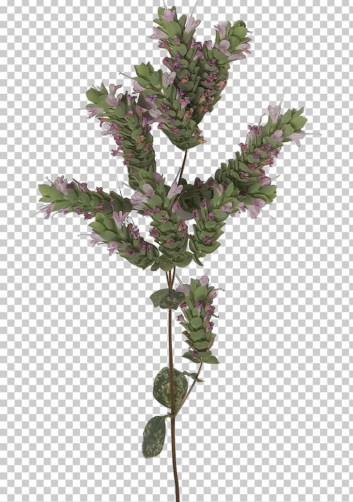 Medicinal Plants ?????? ????? ?????????? ???????? ??? ???? 200ml Dictamnus Albus Hair PNG, Clipart, Ancient Greece, Branch, Cosmetics, Extract, Facial Free PNG Download