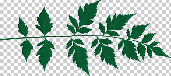 Twig Plant Stem Leaf Font PNG, Clipart, Alena, Branch, Leaf, Line, Plant Free PNG Download