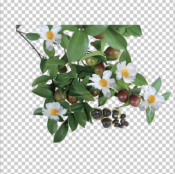Green Tea Camellia Oleifera Camellia Sinensis Tea Seed Oil PNG, Clipart, Artificial Flower, Branch, Chrysanthemum Chrysanthemum, Chrysanthemums, Flower Free PNG Download