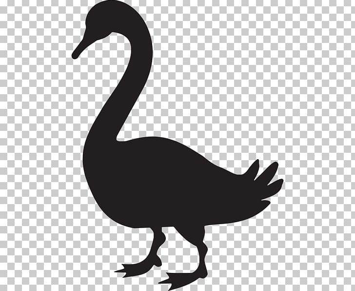 Swan Goose Duck PNG, Clipart, Anatidae, Beak, Bird, Black And White, Duck Free PNG Download