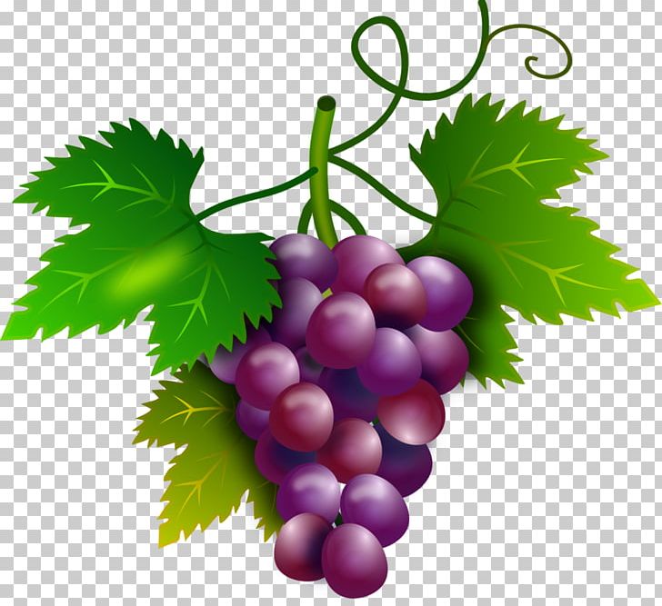 Wine Common Grape Vine Grape Seed Extract PNG, Clipart, Common Grape Vine, Flowering Plant, Food, Fruit, Fruit Nut Free PNG Download