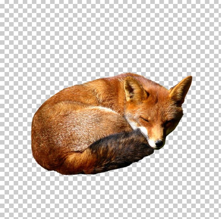 Red Fox Red Fox Kit Fox PNG, Clipart, Animal, Animals, Biological, Canidae, Carnivoran Free PNG Download