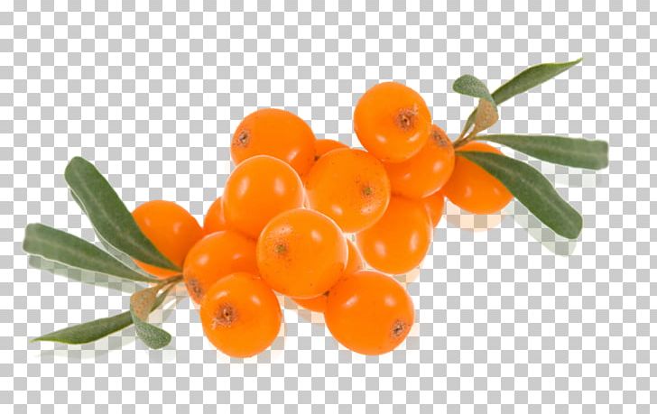 Seaberry Sea Buckthorn Oil Juice Portable Network Graphics Auglis PNG, Clipart, Auglis, Buckthorn, Elaeagnaceae, Food, Fruit Free PNG Download