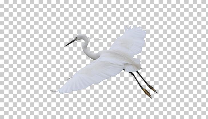 White Chart PNG, Clipart, Anatidae, Animal, Beak, Bird, Crane Free PNG Download