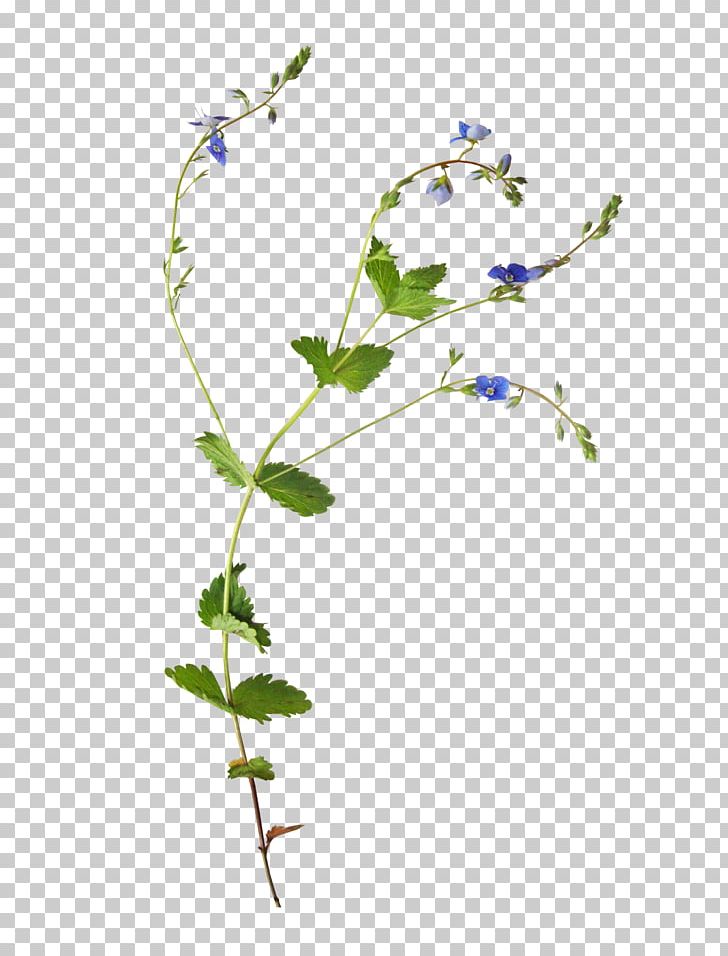 Flower Paper PNG, Clipart, Botanical, Branch, Data Compression, Flora, Flower Free PNG Download