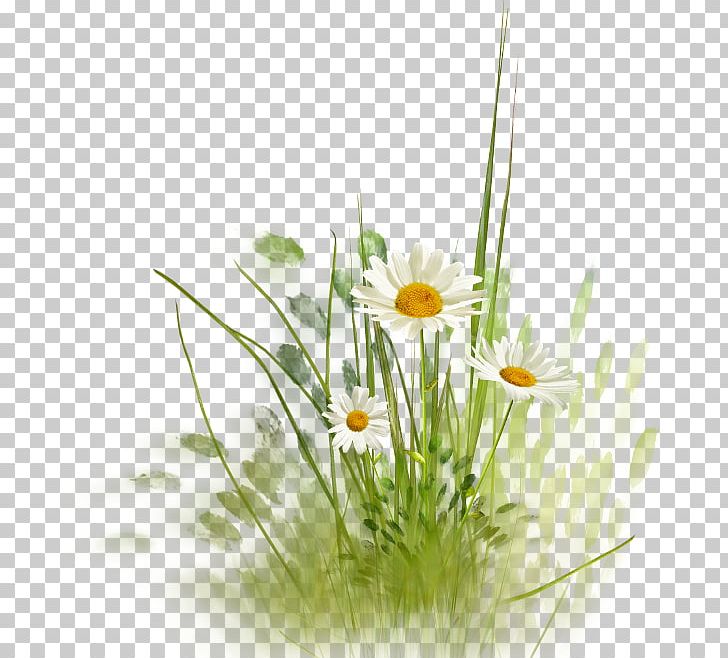Flower PNG, Clipart, Computer Wallpaper, Daisy Family, Desktop Wallpaper, Encapsulated Postscript, Flower Free PNG Download