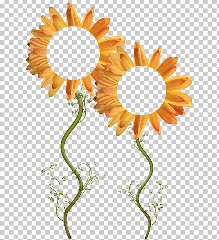 Frames Photography PNG, Clipart, Cut Flowers, Daisy, Daisy Family, Decorative Elements, Drawing Free PNG Download