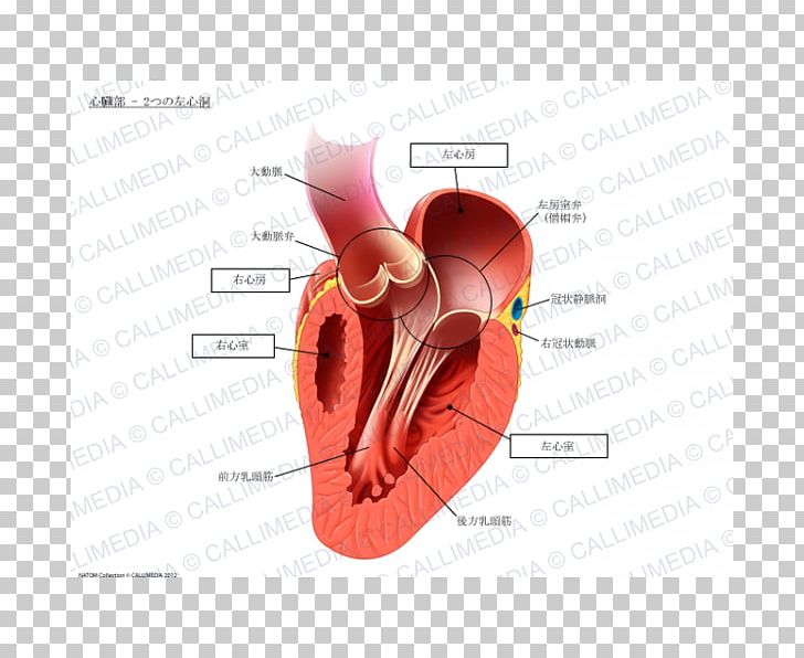 Heart Papillary Muscle Anatomy Circulatory System PNG, Clipart, Anatomy, Aorta, Artery, Atrium, Cardiovascular Disease Free PNG Download