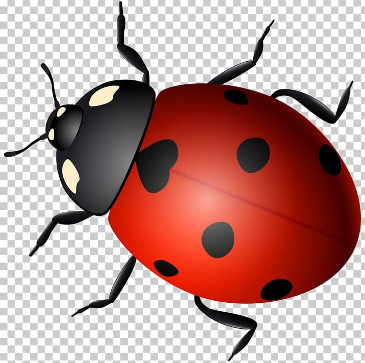 Ladybird Beetle PNG, Clipart, Animals, Arthropod, Beetle, Biological Life Cycle, Child Free PNG Download