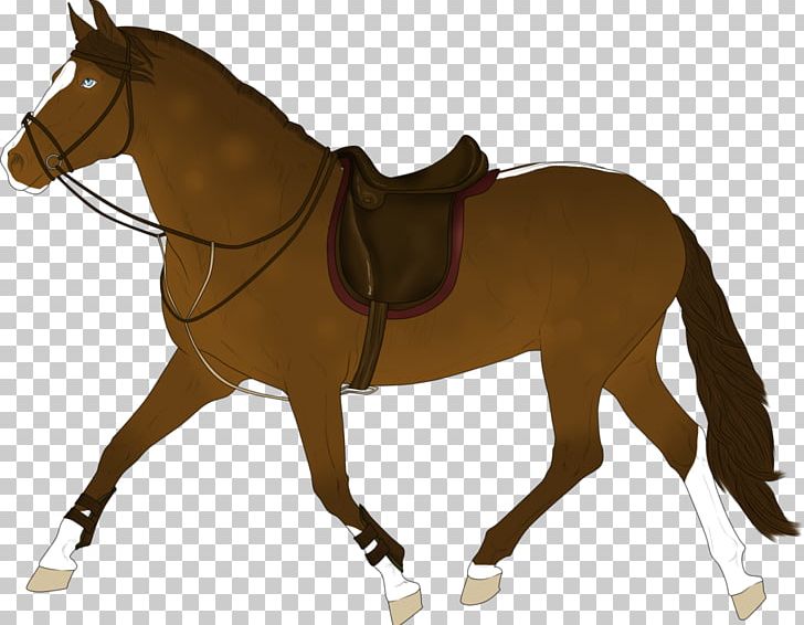 Mule Pony English Riding Bridle Stallion PNG, Clipart, Bridle, Connemara Pony, English Riding, Equestrian, Equestrianism Free PNG Download
