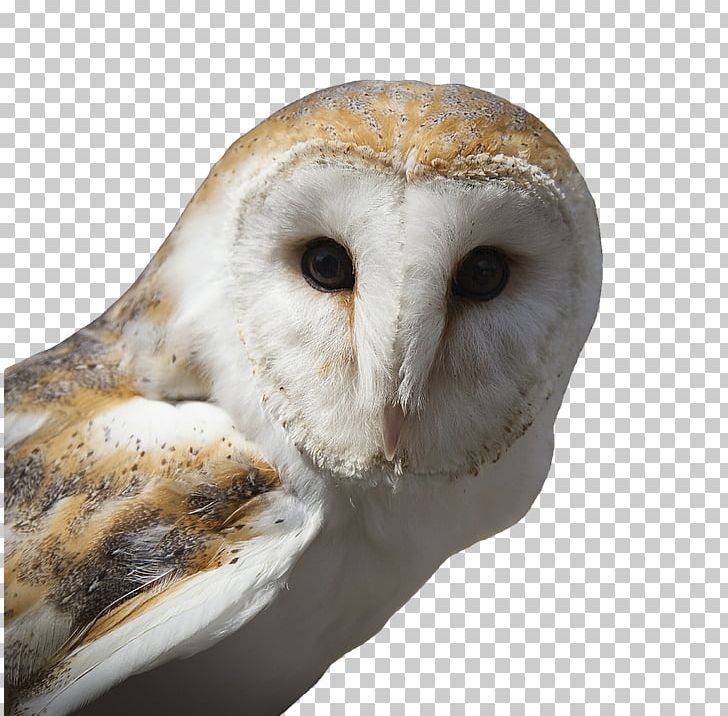 Tawny Owl Bird Snowy Owl Barn Owl Png Clipart Animals Barn Owl