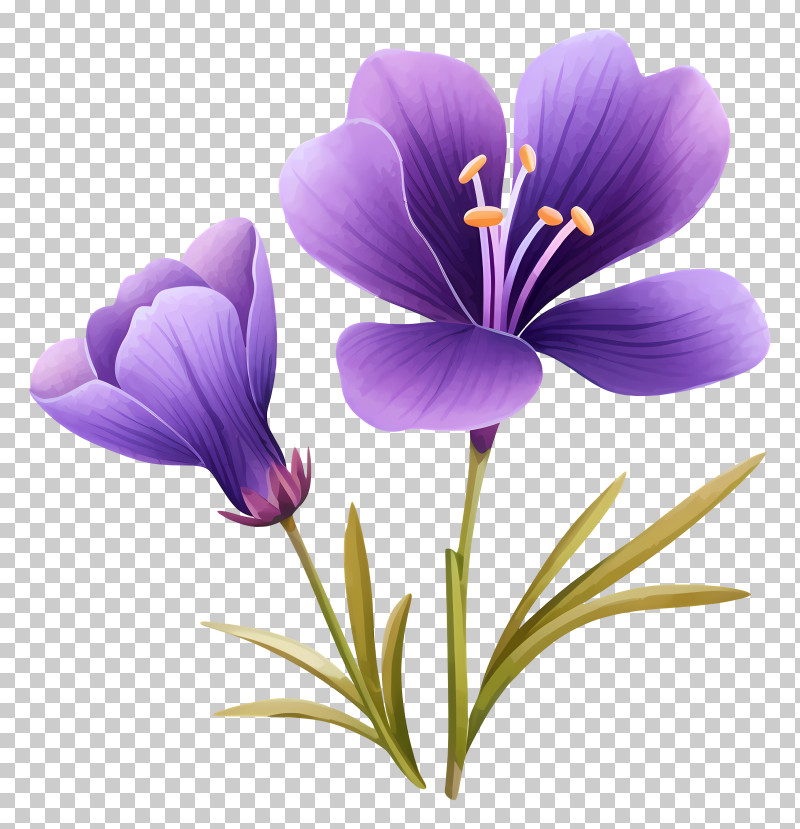 Purple Flower - Purple Crocus Flowers Floral Drawing PNG