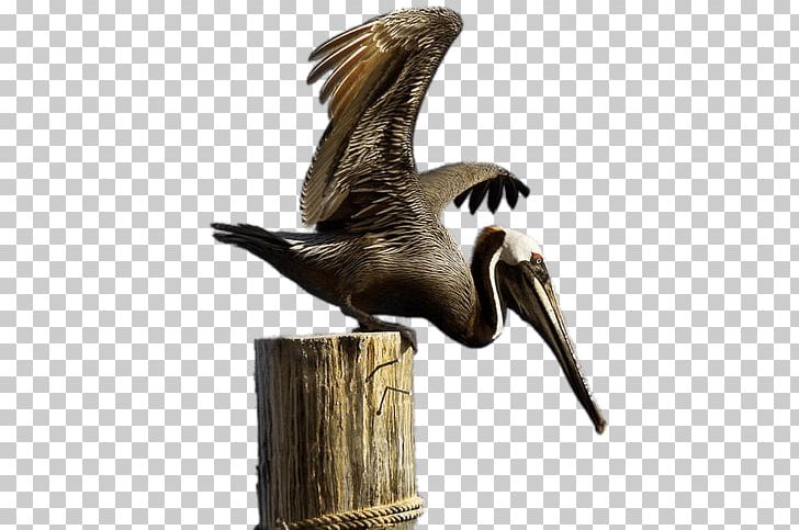 Brown Pelican On Boulder PNG, Clipart, Animals, Birds, Pelicans Free PNG Download