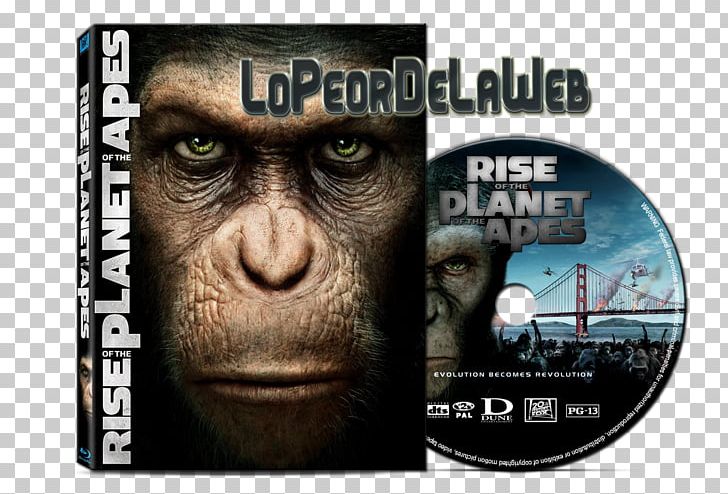Caesar Film Blu-ray Disc Planet Of The Apes El Planeta De Los Simios PNG, Clipart, 2011, Andy Serkis, Bluray Disc, Caesar, Conquest Of The Planet Of The Apes Free PNG Download