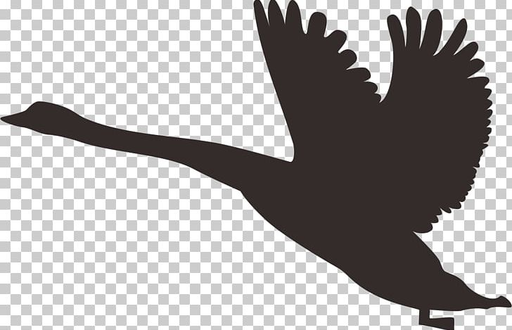 Duck Swan Goose Silhouette PNG, Clipart, Animal, Animals, Asuka, Beak, Bird Free PNG Download