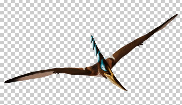 Mr. Pteranodon Pterosaurs Caulkicephalus Dinosaur PNG, Clipart, Animals, Beak, Bird, Cretaceous, Desktop Wallpaper Free PNG Download