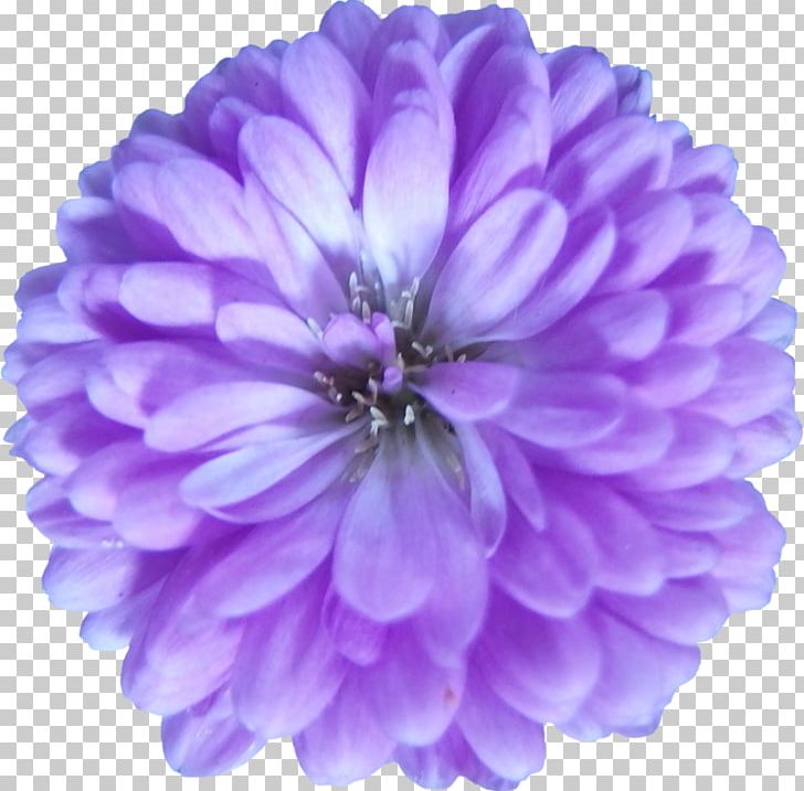 Purple Flower Violet Lilac Petal PNG, Clipart, Annual Plant, Art, Aster, Bhaag Milkha Bhaag, Carmine Free PNG Download