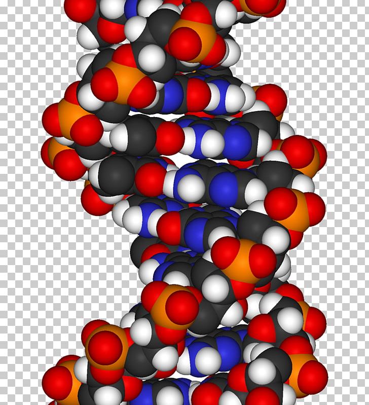 The Double Helix: A Personal Account Of The Discovery Of The Structure Of DNA Molecular Models Of DNA DNA Replication Space-filling Model PNG, Clipart, Biology, Cell, Christmas Decoration, Dna, Gene Free PNG Download