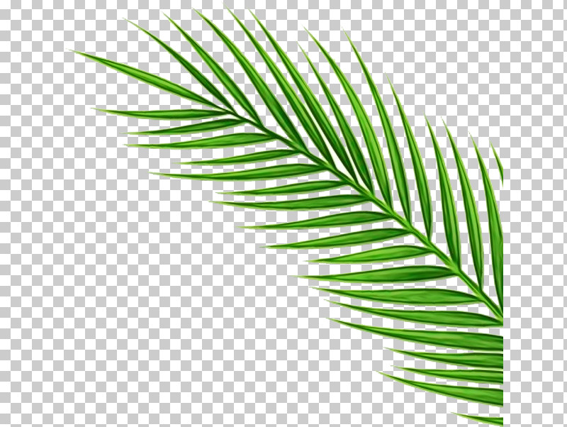 Palm Tree PNG, Clipart, Arecales, Attalea Speciosa, Cycad, Elaeis, Flower Free PNG Download