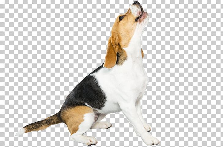 Beagle-Harrier Puppy Dog Breed Pet PNG, Clipart, American Foxhound, Animal, Animals, Beagle, Beagleharrier Free PNG Download