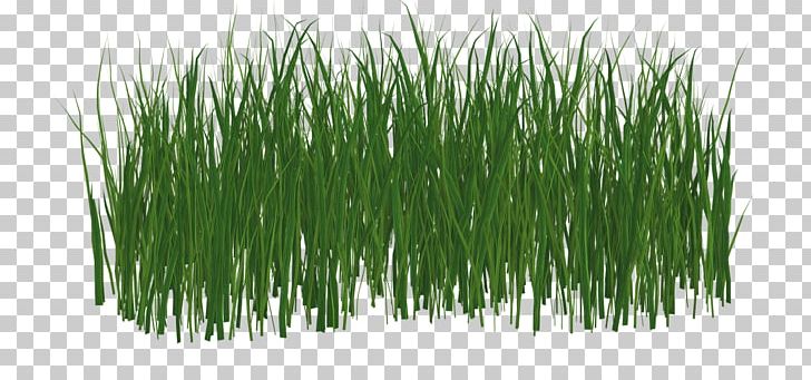 Lawn Grass PNG, Clipart, Animaatio, Chrysopogon Zizanioides, Commodity, Cosa, Download Free PNG Download
