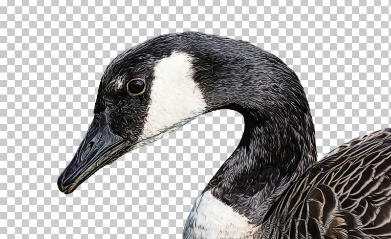 Feather PNG, Clipart, Anserini, Beak, Birds, Black Swan, Canada Goose Free PNG Download