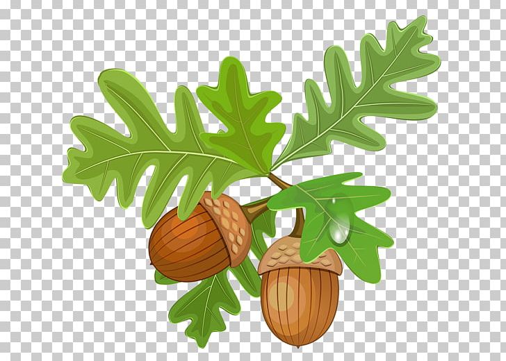 Acorn Oak PNG, Clipart, Acorn, Autumn, Autumn Leaf Color, Clip Art, Color Free PNG Download