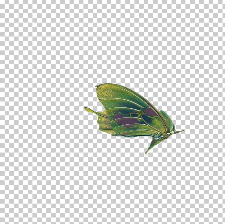 Butterfly Insect Wing PNG, Clipart, Animals, Beak, Bird, Blog, Butterflies Free PNG Download