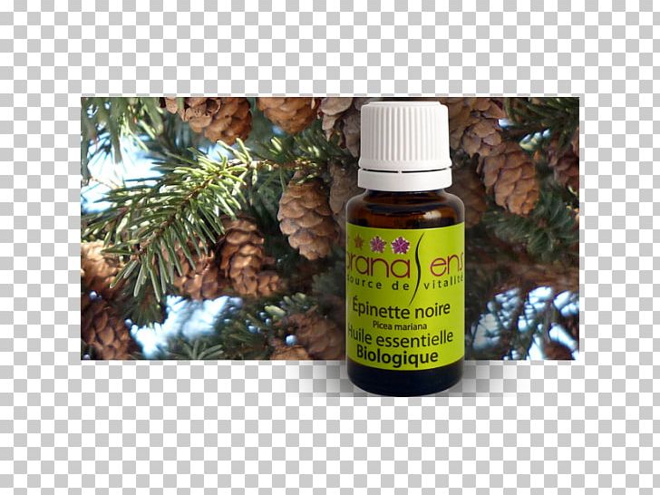Essential Oil Health Massage Camphor Tree PNG, Clipart, Bourbon Geranium, Camphor Tree, Cinnamon, Conifer, Essential Oil Free PNG Download