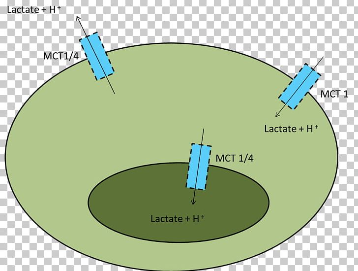 Monocarboxylate Transporter 1 Lactic Acid Blood Muscle Anaerobic Exercise PNG, Clipart, Acid, Anaerobic Exercise, Angle, Blood, Buffer Solution Free PNG Download