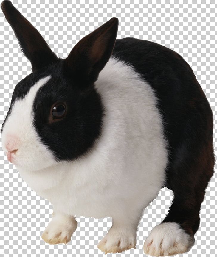 Rabbit Cat Hare PNG, Clipart, Animal, Animals, Biodiversidad, Breed, Cuteness Free PNG Download