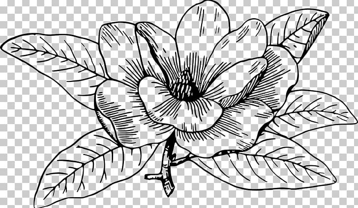 Southern Magnolia Chinese Magnolia Magnolia Campbellii Flowering Dogwood Drawing PNG, Clipart, Black And White, Chinese Magnolia, Coloring Book, Cut Flowers, Dogwood Free PNG Download