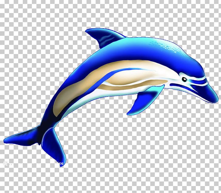 Common Bottlenose Dolphin Short-beaked Common Dolphin Tucuxi Wholphin Killer Whale PNG, Clipart, 3d Animation, 3d Arrows, Animals, Beak, Blue Free PNG Download