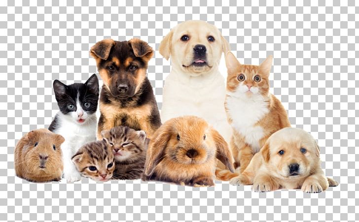 Dog Pet Sitting Veterinarian Animal PNG, Clipart, Animal, Animal Shelter, Carnivoran, Cat, Cat Like Mammal Free PNG Download