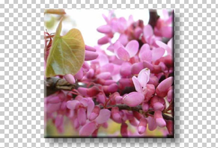 Judas-tree Eastern Redbud Seed Carob Tree PNG, Clipart, Azadirachta, Birch, Blossom, Branch, Carob Tree Free PNG Download