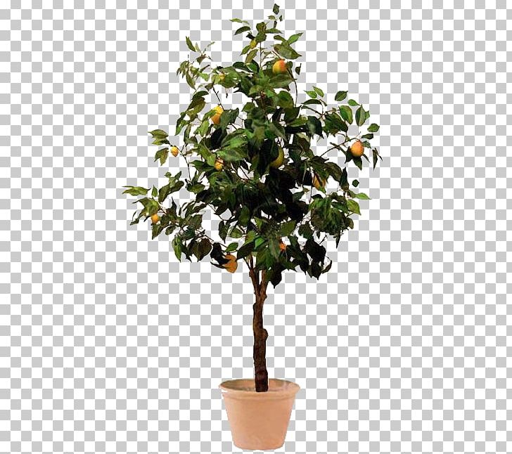 Weeping Fig Tree Albizia Julibrissin Fiddle-leaf Fig Trunk PNG, Clipart, Albizia Julibrissin, Bonsai, Branch, Common Fig, Evergreen Free PNG Download