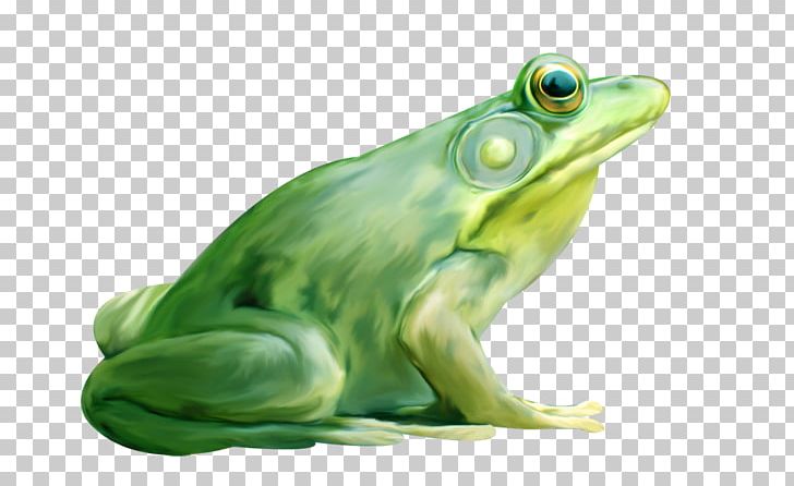 American Bullfrog True Frog Lithobates Clamitans PNG, Clipart, Amphibian, Animal, Animals, Bullfrog, Cute Frog Free PNG Download