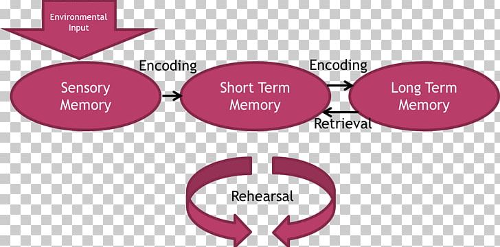 Atkinson–Shiffrin Memory Model Short-term Memory Long-term Memory Psychology PNG, Clipart, Bella Thorne, Brand, Communication, Diagram, Encoding Free PNG Download