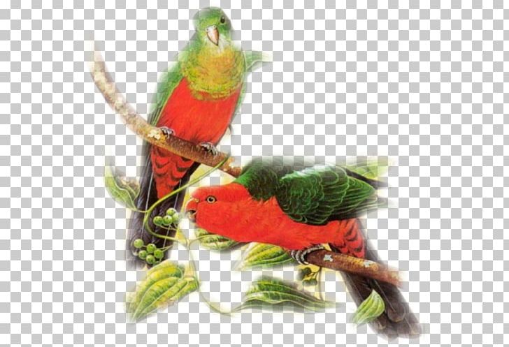 Bird Loriini Parakeet Cygnini Feather PNG, Clipart, Animals, Beak, Bird, Common Pet Parakeet, Cygnini Free PNG Download