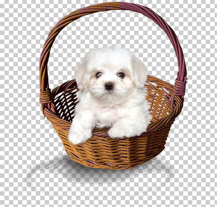 Maltese Dog Havanese Dog Morkie Puppy Dog Breed PNG, Clipart, Carnivoran, Chow Chow, Companion Dog, Dog, Dog Breed Free PNG Download