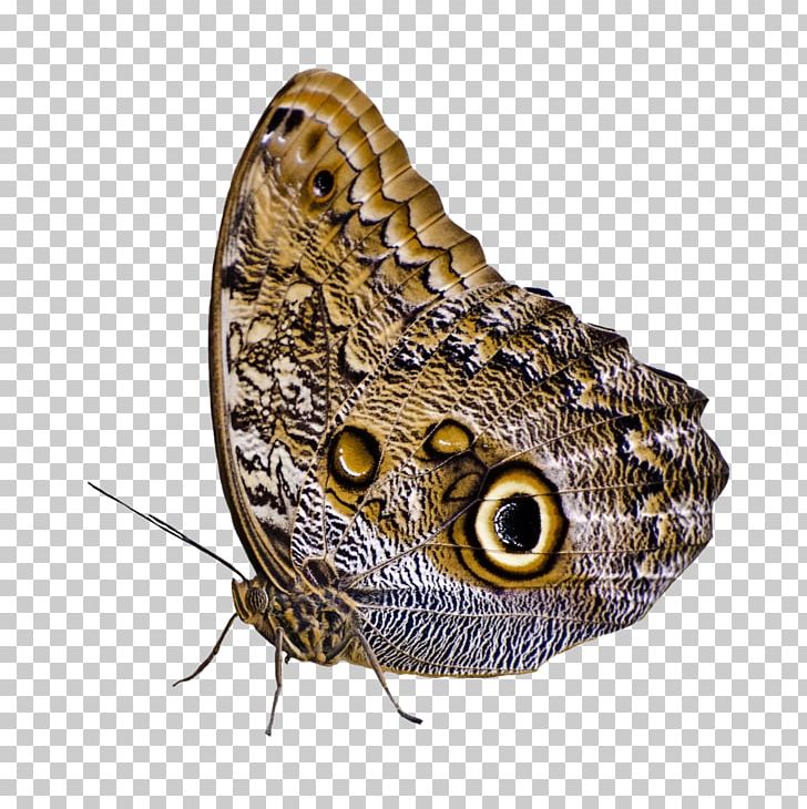Moth Butterfly PNG, Clipart, 2006 Ford Mustang, Arthropod, Brush Footed Butterfly, Butterflies And Insects, Butterflies And Moths Free PNG Download