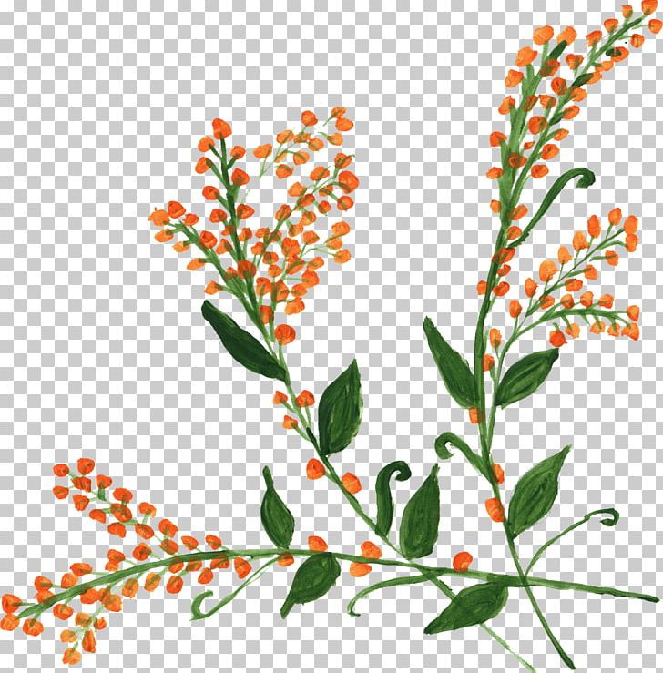 Flower Plant Stem PNG, Clipart, Artwork, Branch, Chamomile, Desktop Wallpaper, Download Free PNG Download