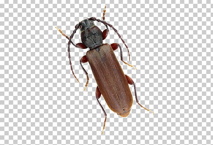 Longhorn Beetle Weevil Spruce Pheromone PNG, Clipart, Ambrosia Beetle, Animals, Arthropod, Bark Beetle, Beetle Free PNG Download